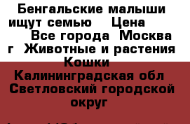 Бенгальские малыши ищут семью) › Цена ­ 5 500 - Все города, Москва г. Животные и растения » Кошки   . Калининградская обл.,Светловский городской округ 